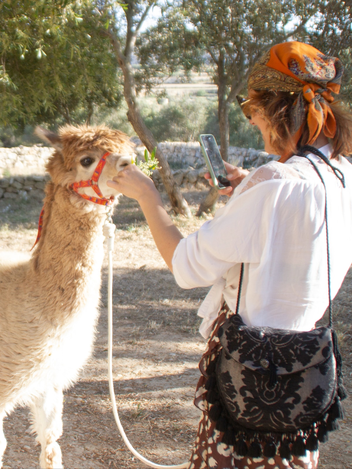 Discover the Gozo alpaca walks