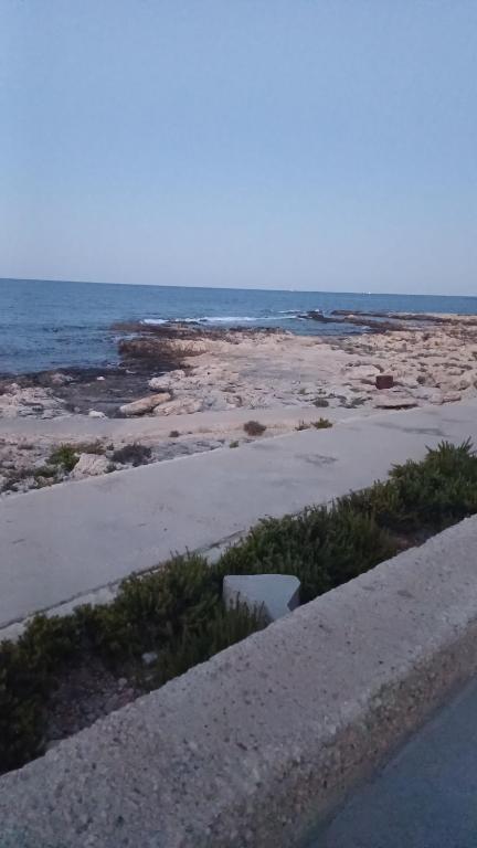 Maltese Sunshine